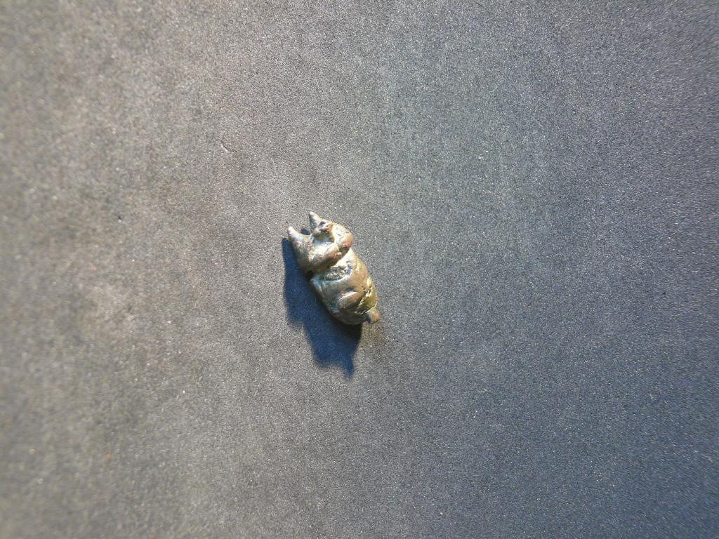 PESA AKAN INSECTO