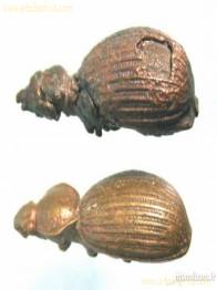 PESAS INSECTOS