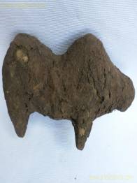 BOLI