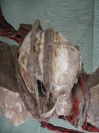 MASCARA CIMERA