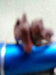 ANILLO CABEZA DE CABALLO